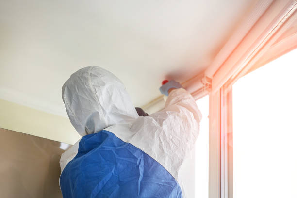 Best Basement Mold Removal  in Dunkirk, NY