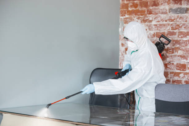 Best Attic Mold Removal  in Dunkirk, NY