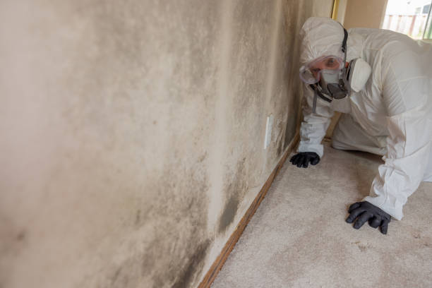 Best Environmental Consulting for Mold Prevention  in Dunkirk, NY